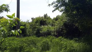 Complot Vânzări, Șumen (6)